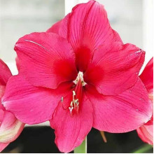 Гіпеаструм Pink Surprise