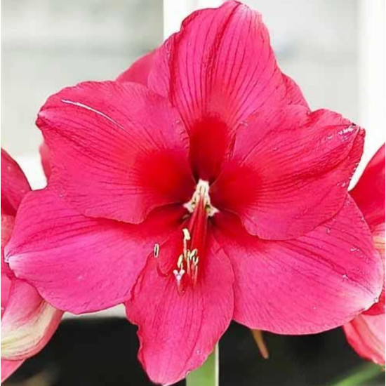 Гіпеаструм Pink Surprise