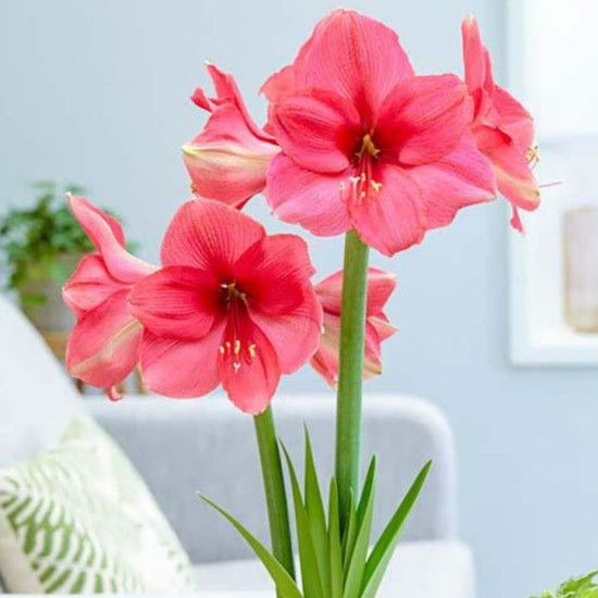 Гіпеаструм Pink Surprise