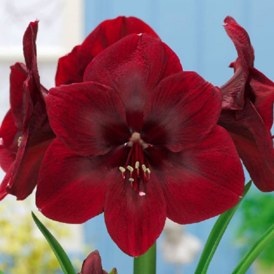 Гіпеаструм Premiere