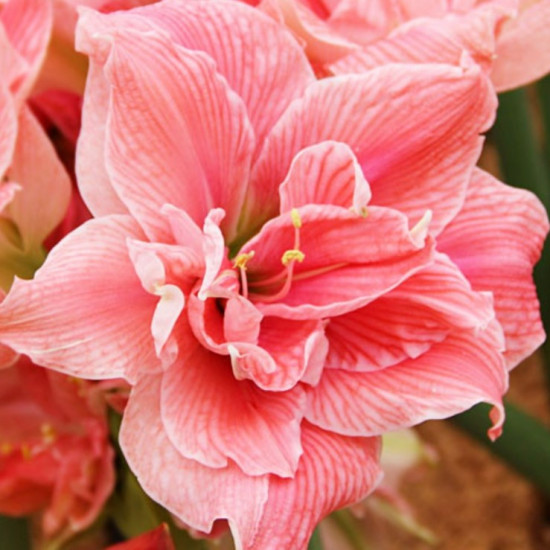 Гіпеаструм Sweet Nymph