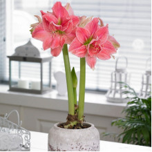 Гіпеаструм Sweet Nymph