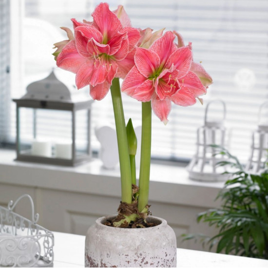 Гіпеаструм Sweet Nymph