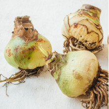 Гіпеаструм Amadeus Candy