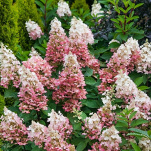 Гортензія Candlelight контейнер 0.5 л