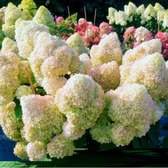 Гортензія Diamantino контейнер 0.5 л