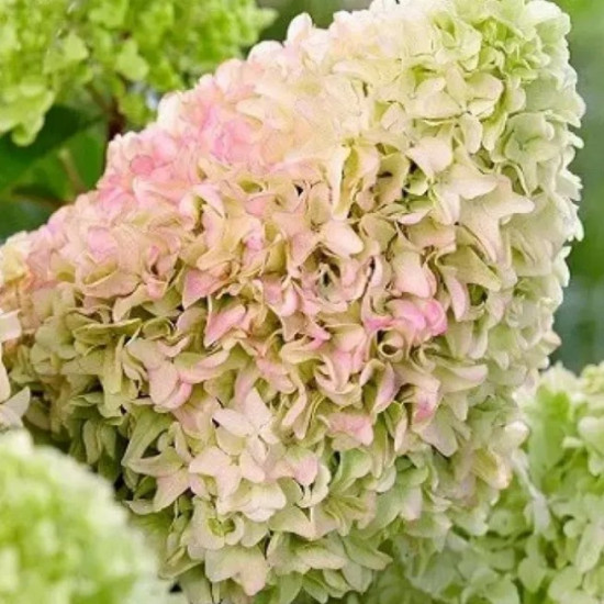 Гортензія Diamantino контейнер 0.5 л