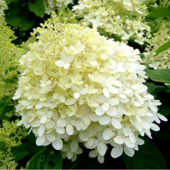 Гортензія Limelight контейнер 0.5 л