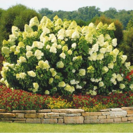 Гортензія Limelight контейнер 0.5 л