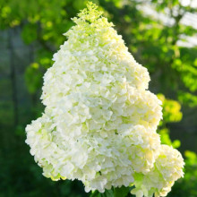 Гортензія Magical Moonlight контейнер 0.5 л