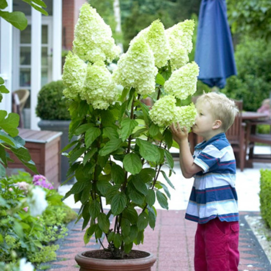 Гортензія Magical Moonlight контейнер 0.5 л