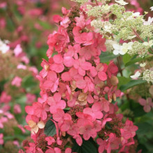 Гортензія Pink Diamond контейнер 0.5 л