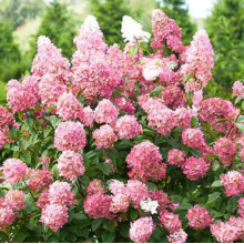 Гортензія Pink Diamond контейнер 0.5 л