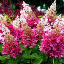 Гортензія Pinky Winky контейнер 0.5 л