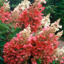 Гортензія Pinky Winky контейнер 0.5 л