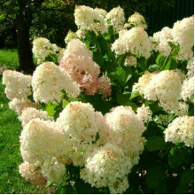 Гортензія Silver Dollar контейнер 0.5 л