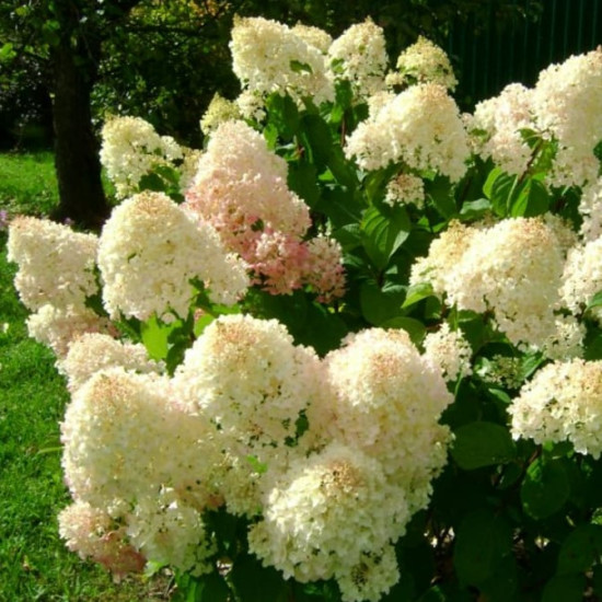 Гортензія Silver Dollar контейнер 0.5 л