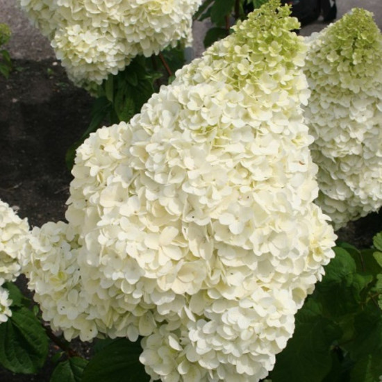 Гортензія Silver Dollar контейнер 0.5 л