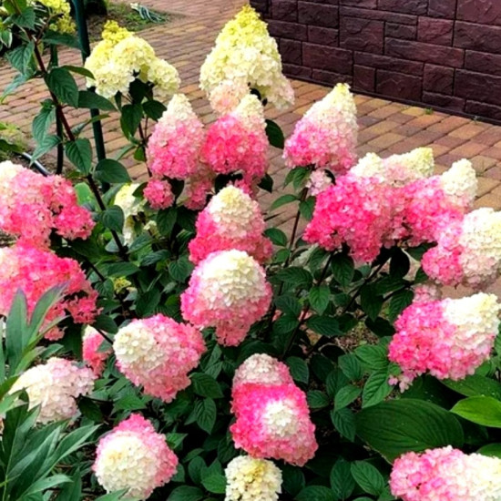 Гортензія Sundae Fraise контейнер 0.5 л