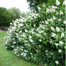 Гортензія Tardiva контейнер 0.5 л