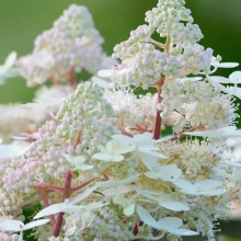 Гортензія Tardiva контейнер 0.5 л