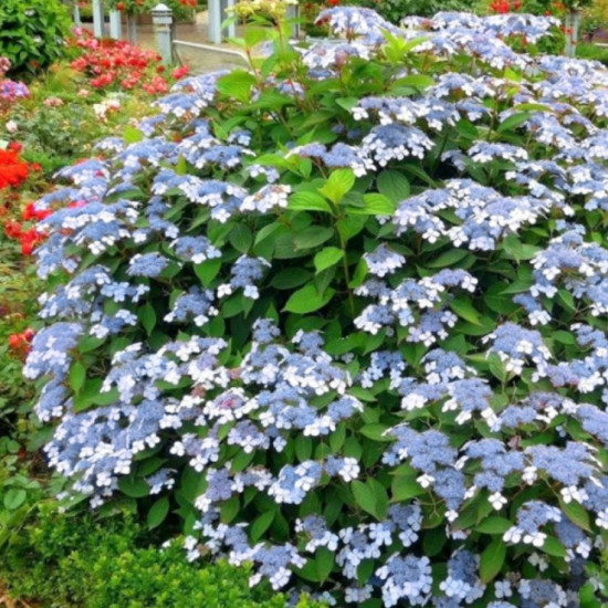 Гортензія Bluebird контейнер 0.5 л