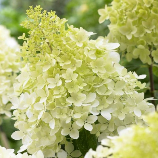 Гортензія Bobo контейнер 0.5 л