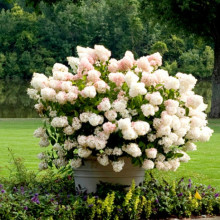 Гортензия Bobo контейнер 0.5 л