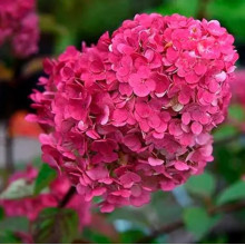 Гортензія Samarskya Lydia контейнер 2.0 л