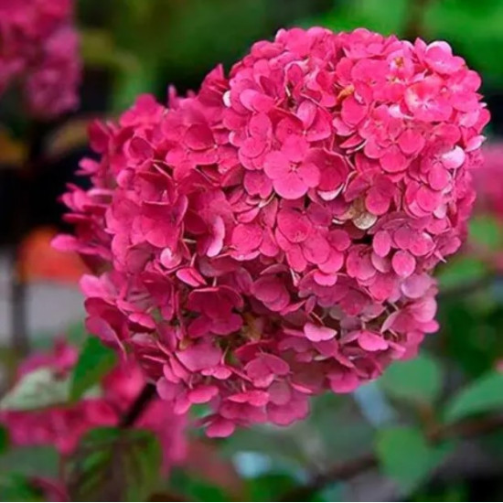 Гортензія Samarskya Lydia контейнер 2.0 л