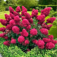 Гортензія Samarskya Lydia контейнер 2.0 л