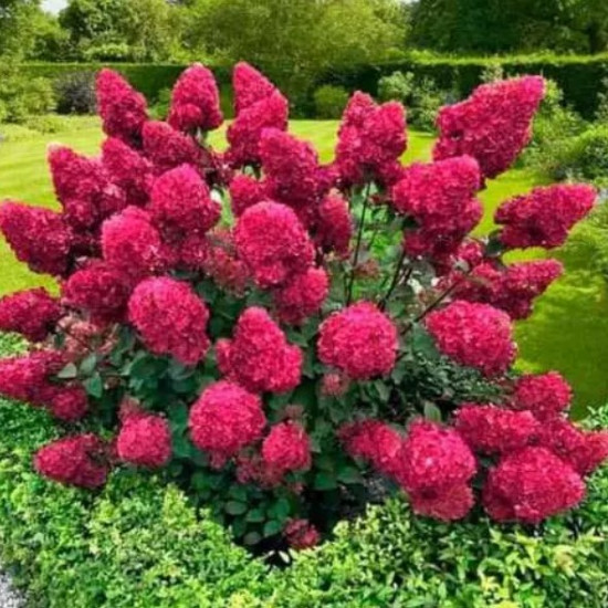 Гортензія Samarskya Lydia контейнер 2.0 л