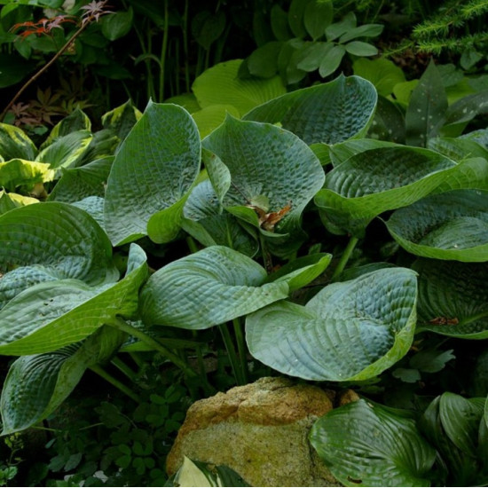 Хоста Abiqua Drinking Gourd