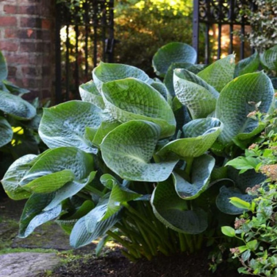 Хоста Abiqua Drinking Gourd