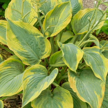 Хоста  Alvatine Taylor