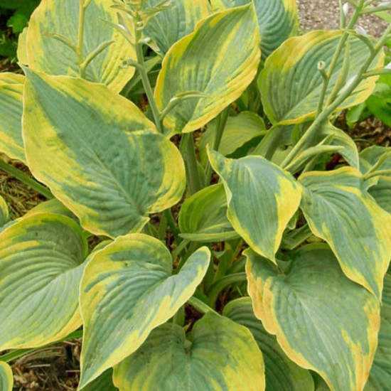 Хоста  Alvatine Taylor