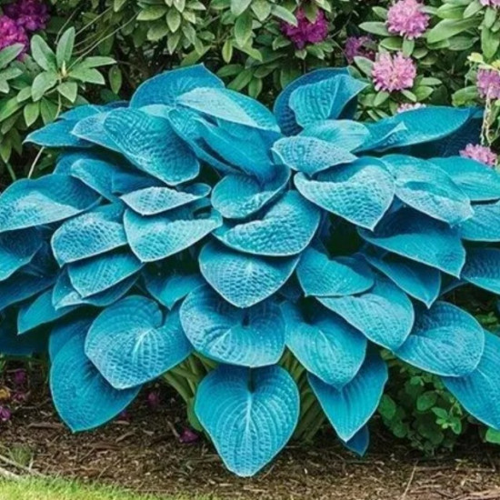 Хоста Blue Angel