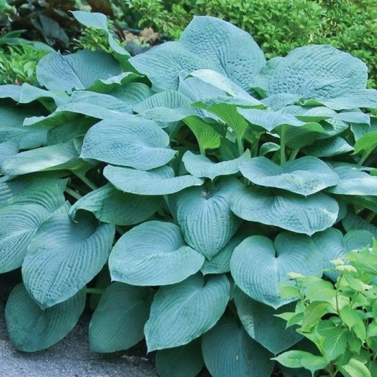 Хоста Blue Cadet