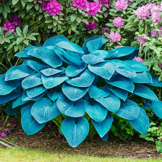 Хоста Canadian Blue