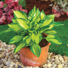 Хоста Colored Hulk