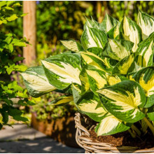 Хоста Colored Hulk