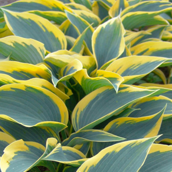 Хоста First Frost