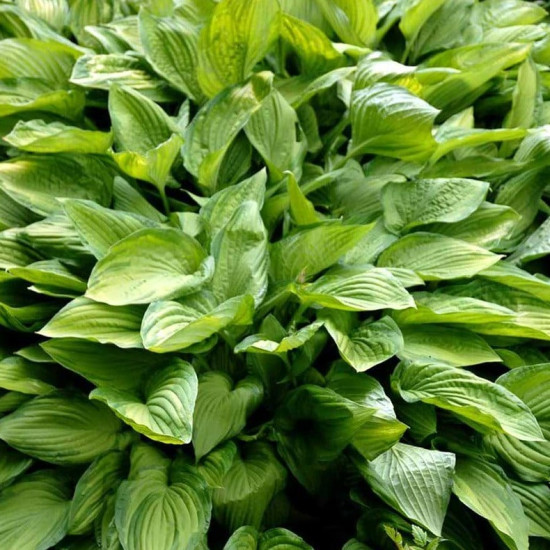 Хоста Fortunei Albopicta