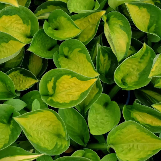 Хоста Sunset Grooves