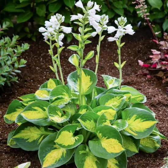 Хоста Sunset Grooves