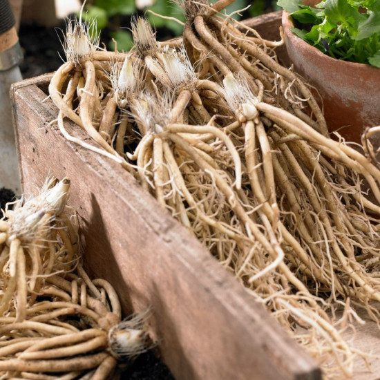 Хоста Colored Hulk