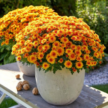 Хризантема Boreus контейнер 0.5 л