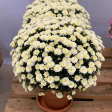 Хризантема Gigi Snow контейнер 0.5 л