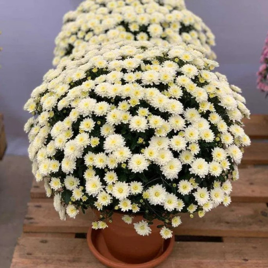 Хризантема Gigi Snow контейнер 0.5 л