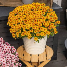 Хризантема Lively Red Bicolor контейнер 0.5 л